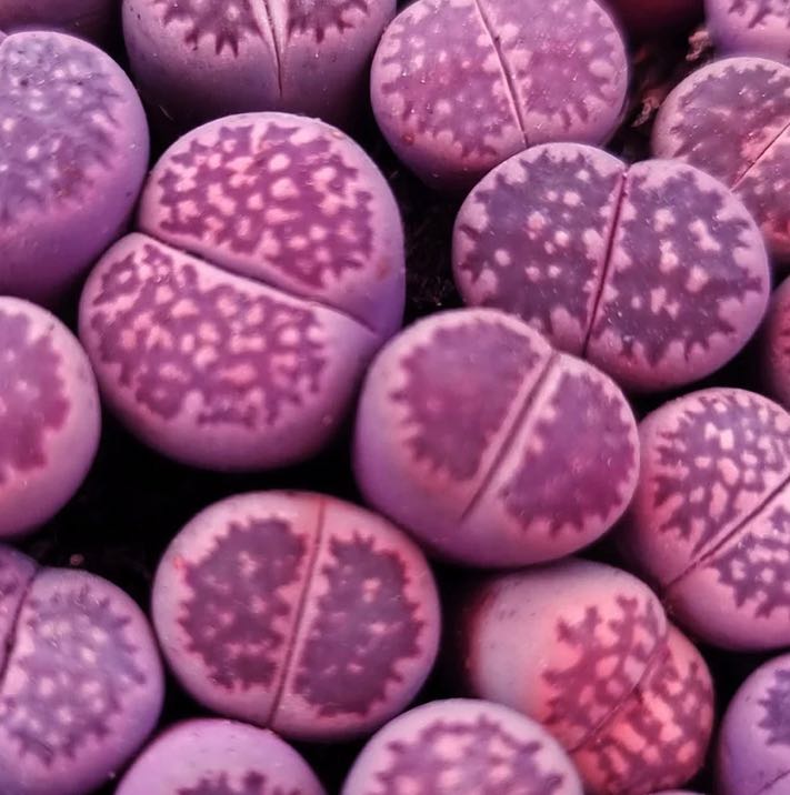 Plant care for Francis' Ice Plant on Greg, the plant care app