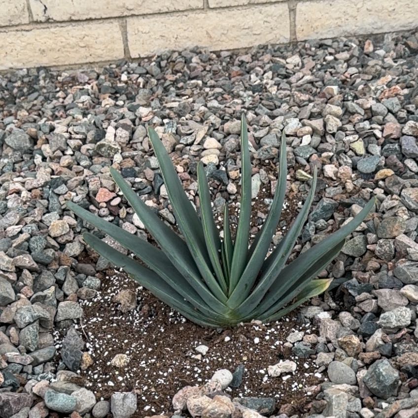 Photo of the plant species Fan Aloe by @JessPearson named Sanders on Greg, the plant care app