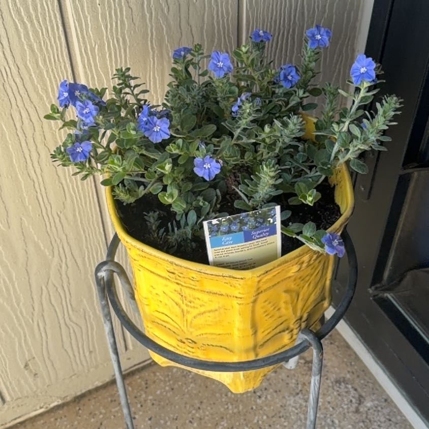 Photo of the plant species Beach Bum Blue by @JessPearson named Winston on Greg, the plant care app