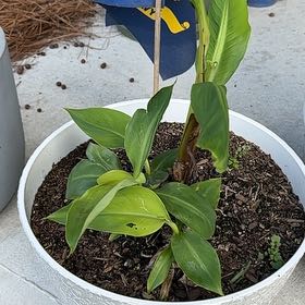 Photo of the plant species Grand Nain Banana by @SmartAposeris named Ulysses S Plant on Greg, the plant care app