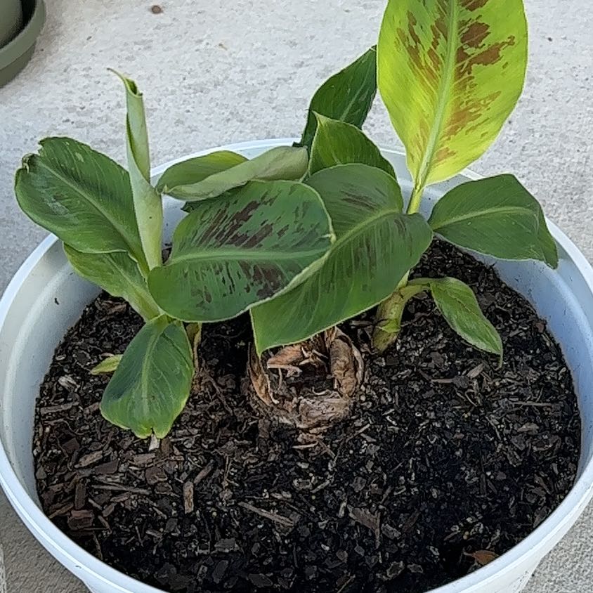 Photo of the plant species Grand Nain Banana by @SmartAposeris named Robert E Tree on Greg, the plant care app