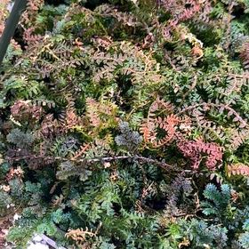 Photo of the plant species peacock fern by @ImpishVaccaria named Bigleef Smalls on Greg, the plant care app