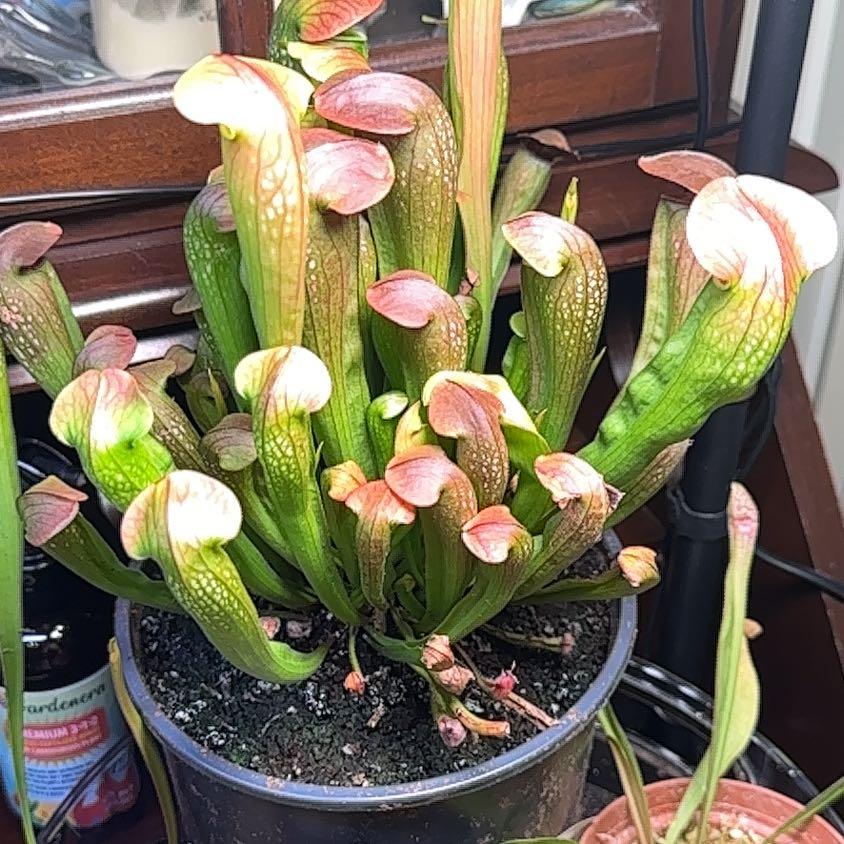 Photo of the plant species Sarracenia 'Bug Bat' by @ImpishVaccaria named Terra on Greg, the plant care app