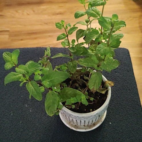 Photo of the plant species Mint by @RadPanthercap named Shakira on Greg, the plant care app