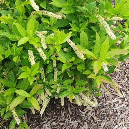 Photo of the plant species Virginia Sweetspire by @SilkyBarley named Eva on Greg, the plant care app