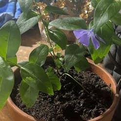 Greater Periwinkle plant