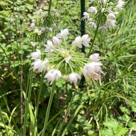 Photo of the plant species Nodding Onion by @DeanRustyfig named Ronaldo on Greg, the plant care app
