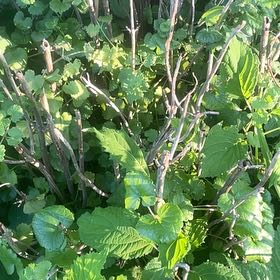 Photo of the plant species Black Bryony by @DeanRustyfig named Tolkien on Greg, the plant care app