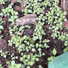 Photo of the plant species Common Water-Starwort by @DeanRustyfig named Gates on Greg, the plant care app