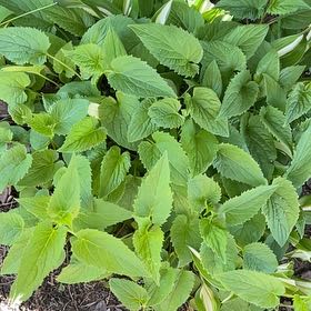 Photo of the plant species Anise-Hyssop by @DeanRustyfig named Austen on Greg, the plant care app