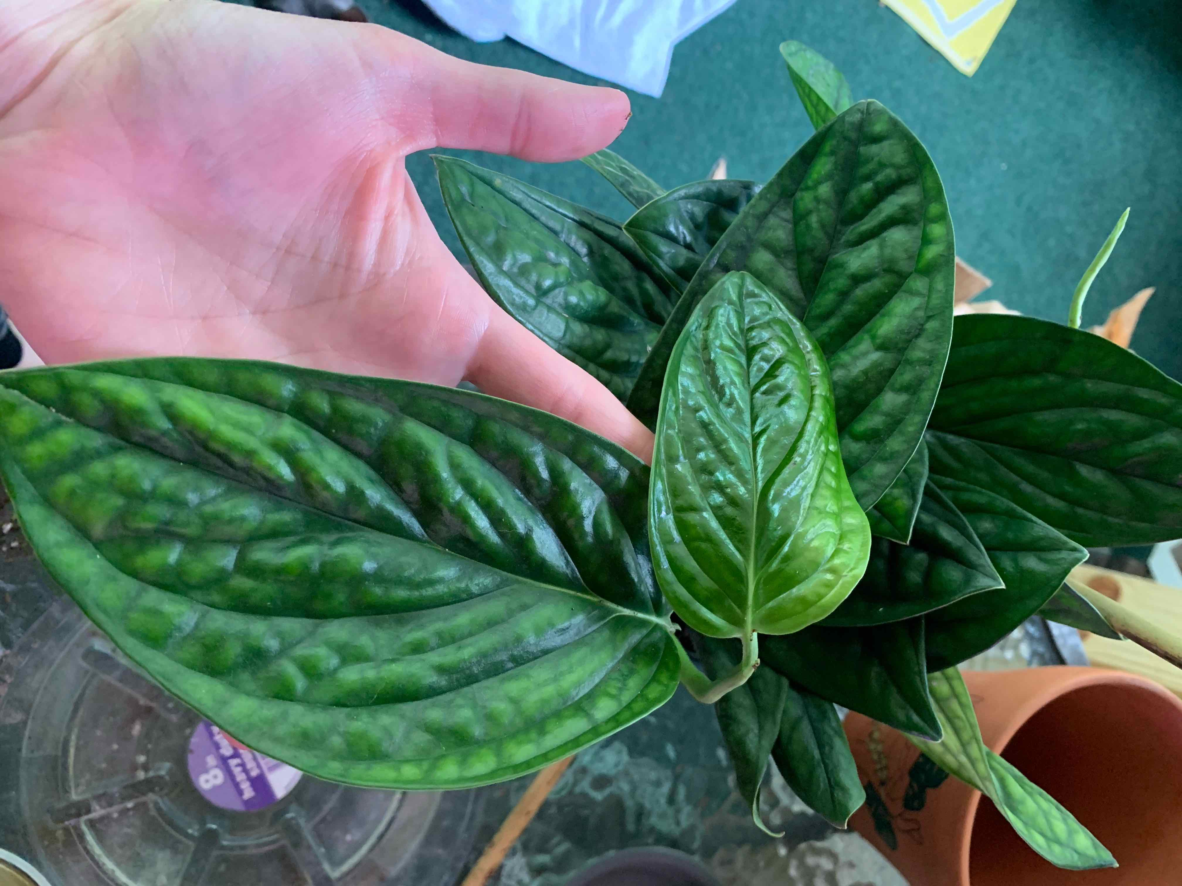 Monstera pinnatipartita plant with healthy, dark green leaves held by a hand.