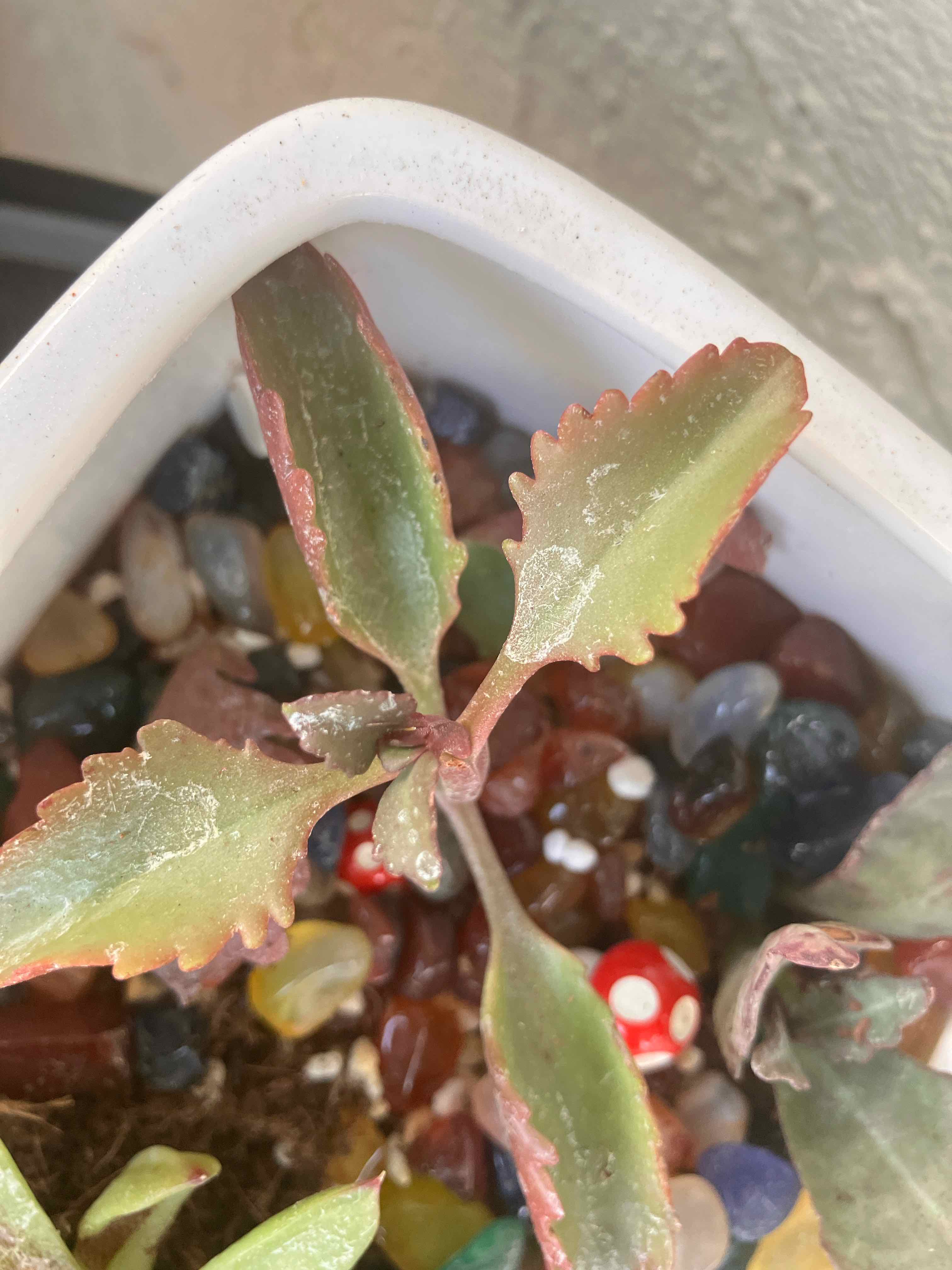 Tugela Cliff-Kalanchoe plant in a pot with decorative stones, showing some leaf browning.