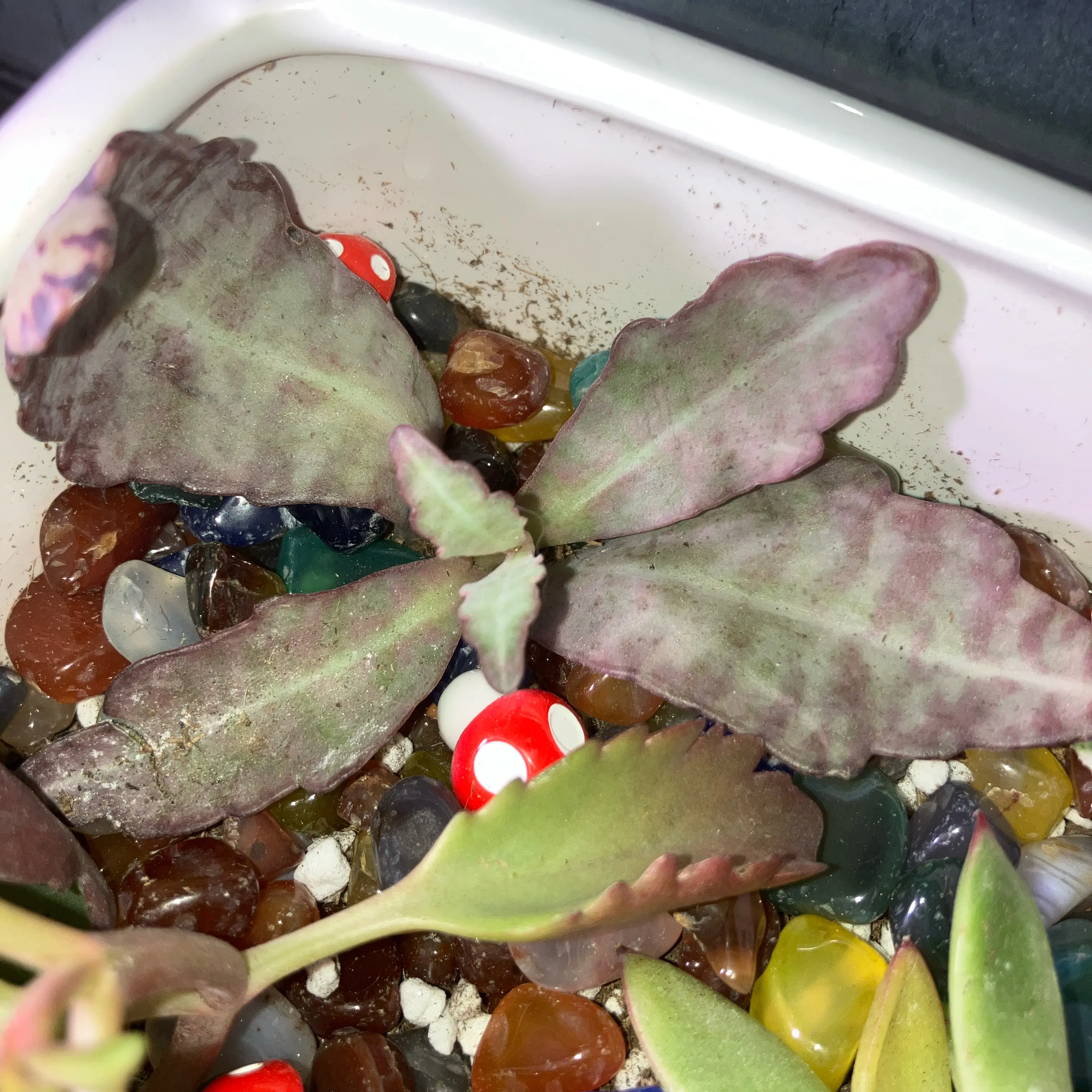 Photo of the plant species kalanchoe Partridge by @AGsquirrel80 named Likely Dead - Karen & Kraken on Greg, the plant care app