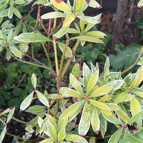 Photo of the plant species Tasmanian Pepperberry by @HeartyGroundsel named Rainier on Greg, the plant care app