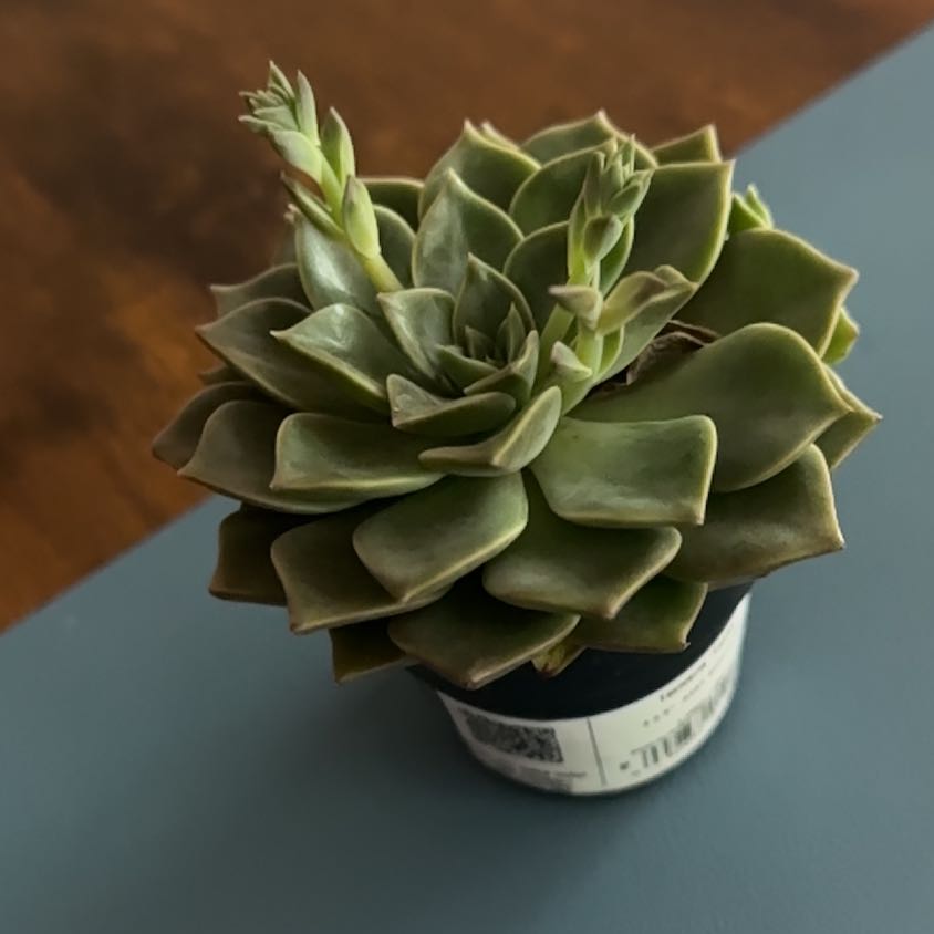 Healthy Taciveria 'Tasha' succulent in a small pot.