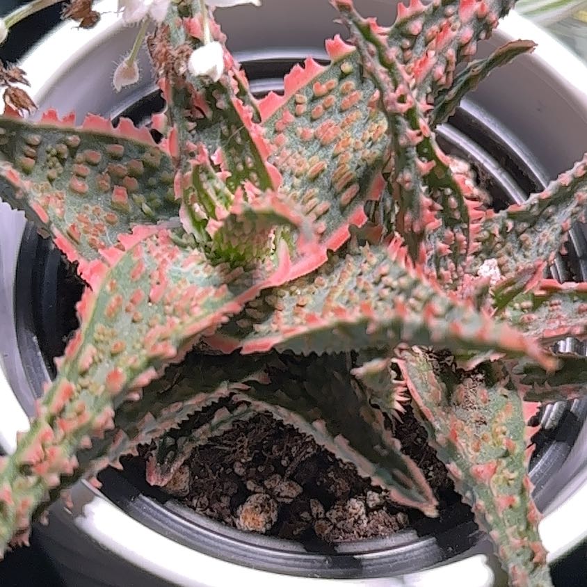 Photo of the plant species Aloe 'Bright Star' by @Babayaga named Ziggy on Greg, the plant care app