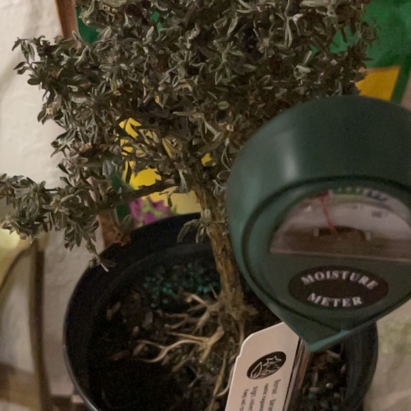 Photo of the plant species Bahama Berry by @AssiduousKanna named Terra on Greg, the plant care app