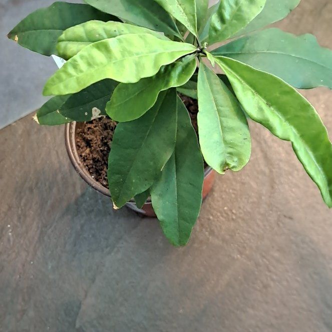 Photo of the plant species Jamaican Lady of the Night by @TimelySeaofpink named Stella on Greg, the plant care app