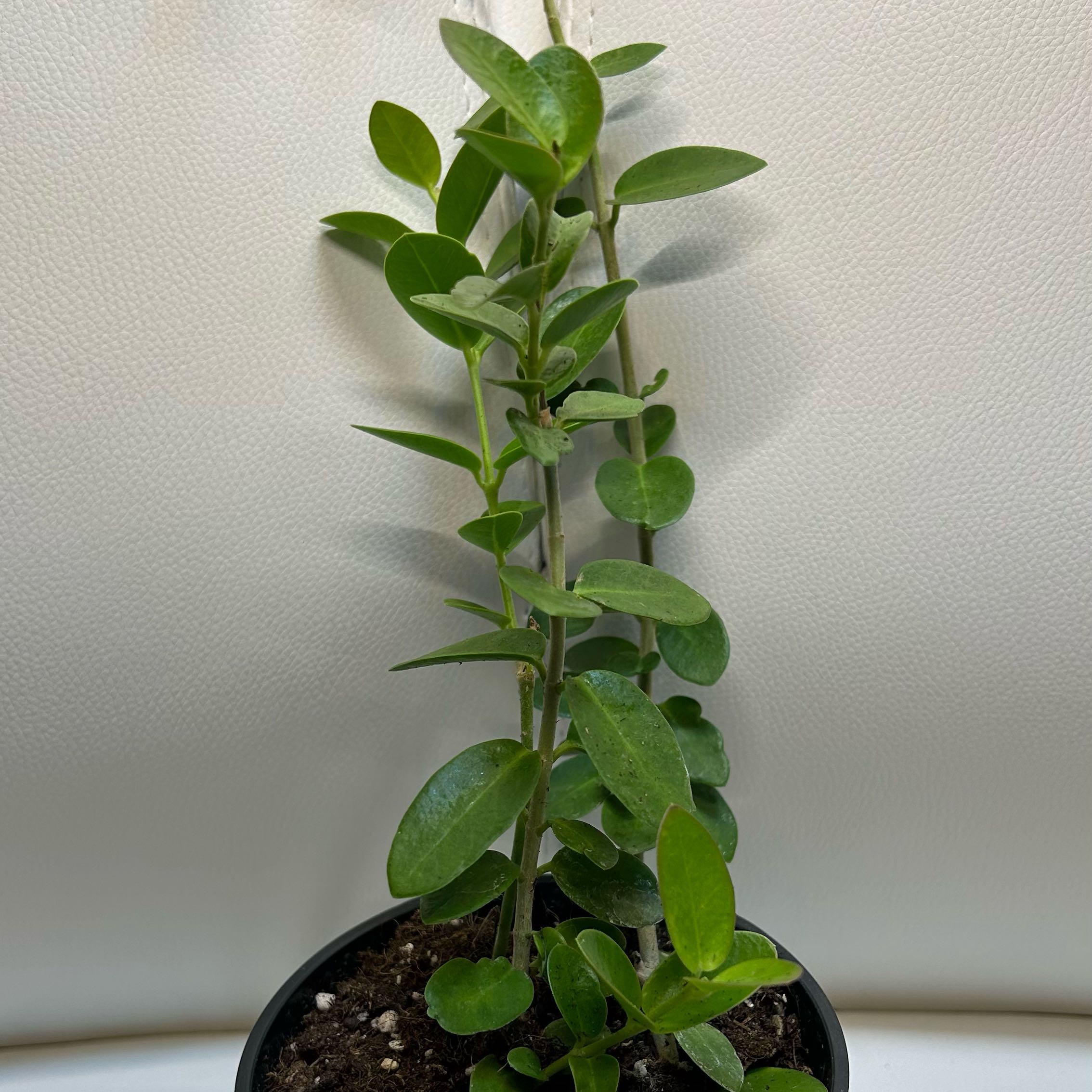 Image of a healthy Bush Hoya plant with green, oval leaves in a pot.