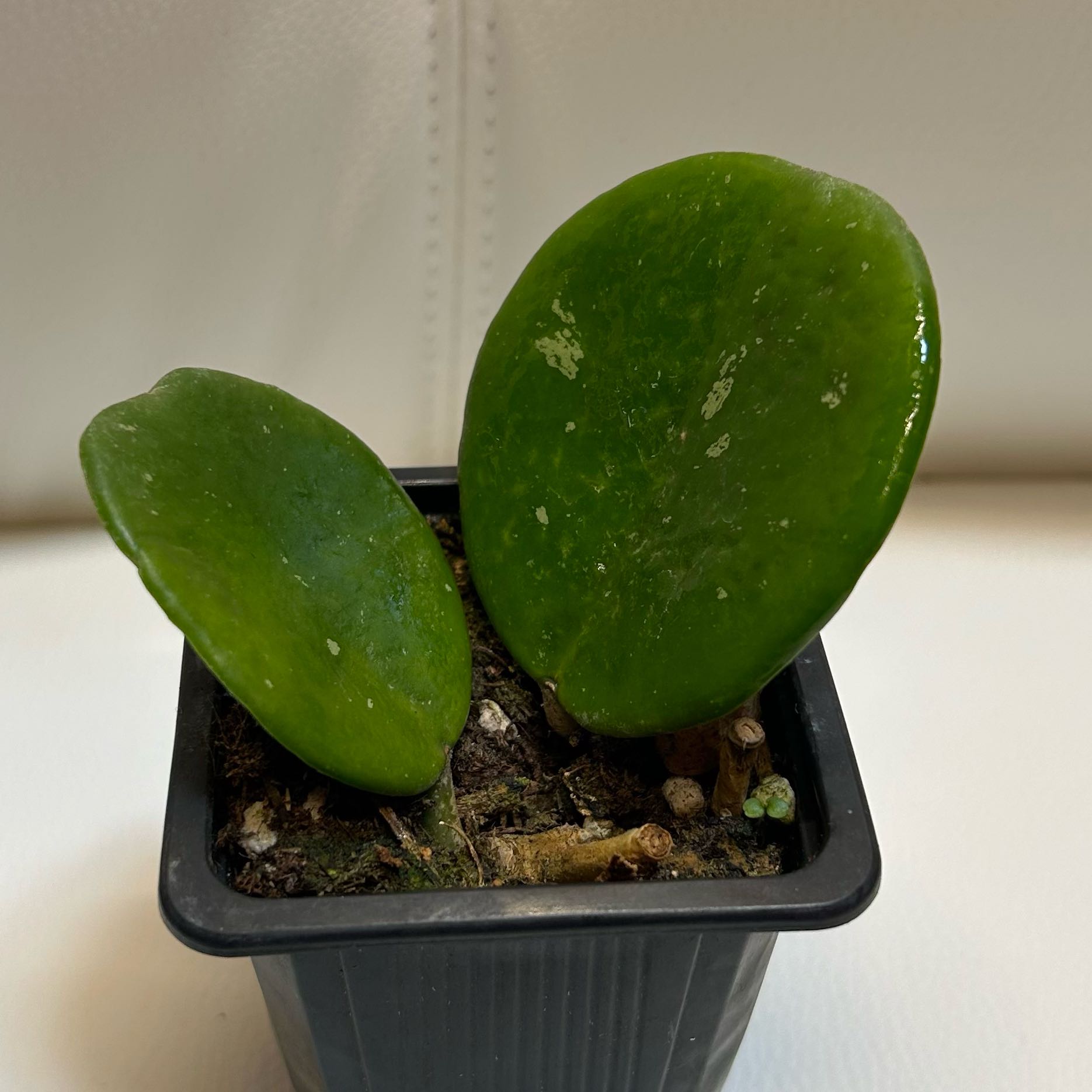 A small potted Splash Hoya Obovata plant with two large, round, green leaves.