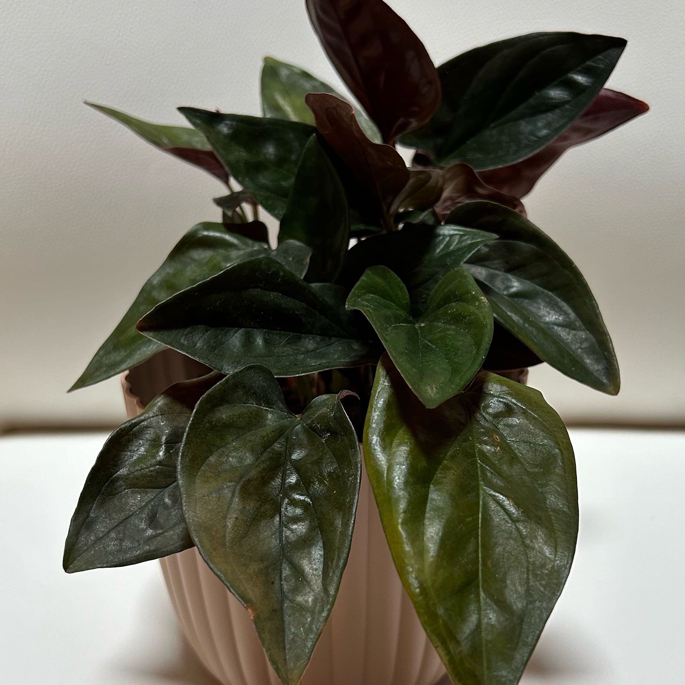 Arrowhead Vine 'Red Arrow' plant in a pot with healthy green and reddish leaves.