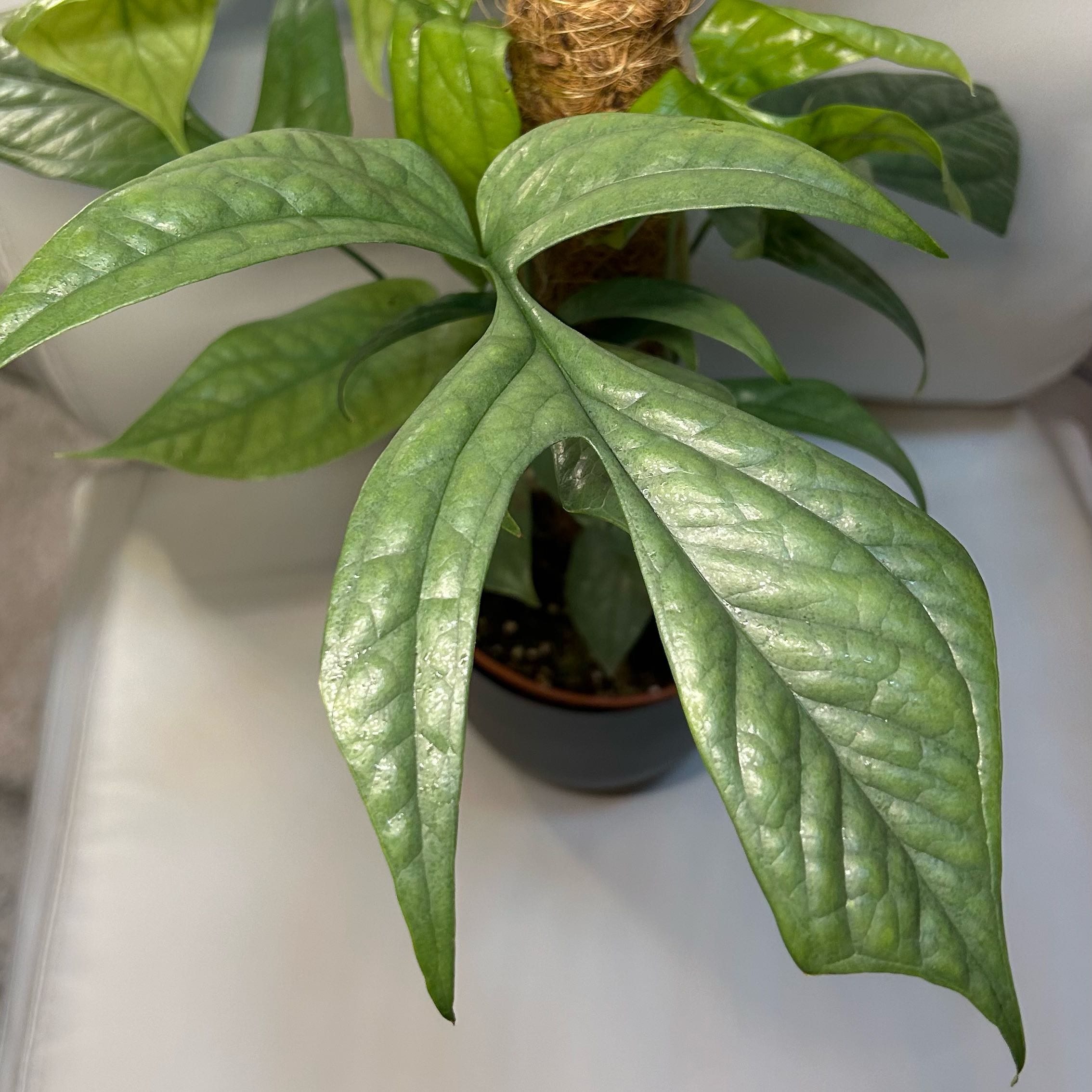 Amydrium 'Spider Man' plant with healthy green leaves supported by a moss pole.