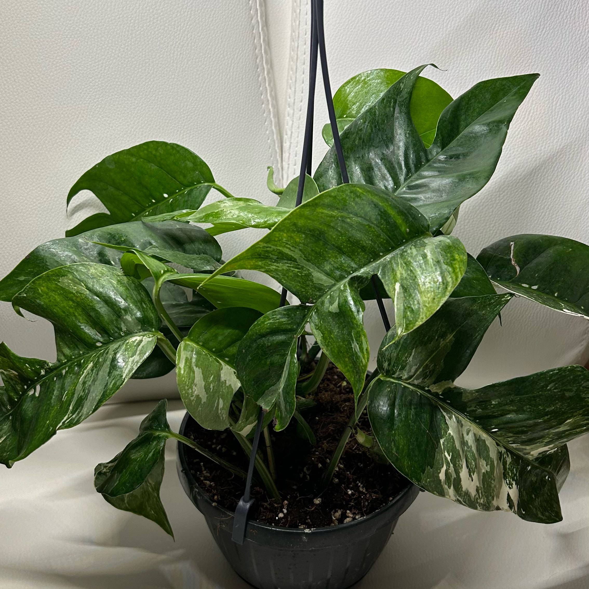 Variegated Epipremnum pinnatum plant in a pot with healthy green and white variegated leaves.