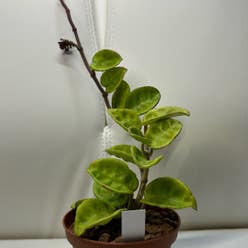 Hoya Carnosa Krinkle 8 plant