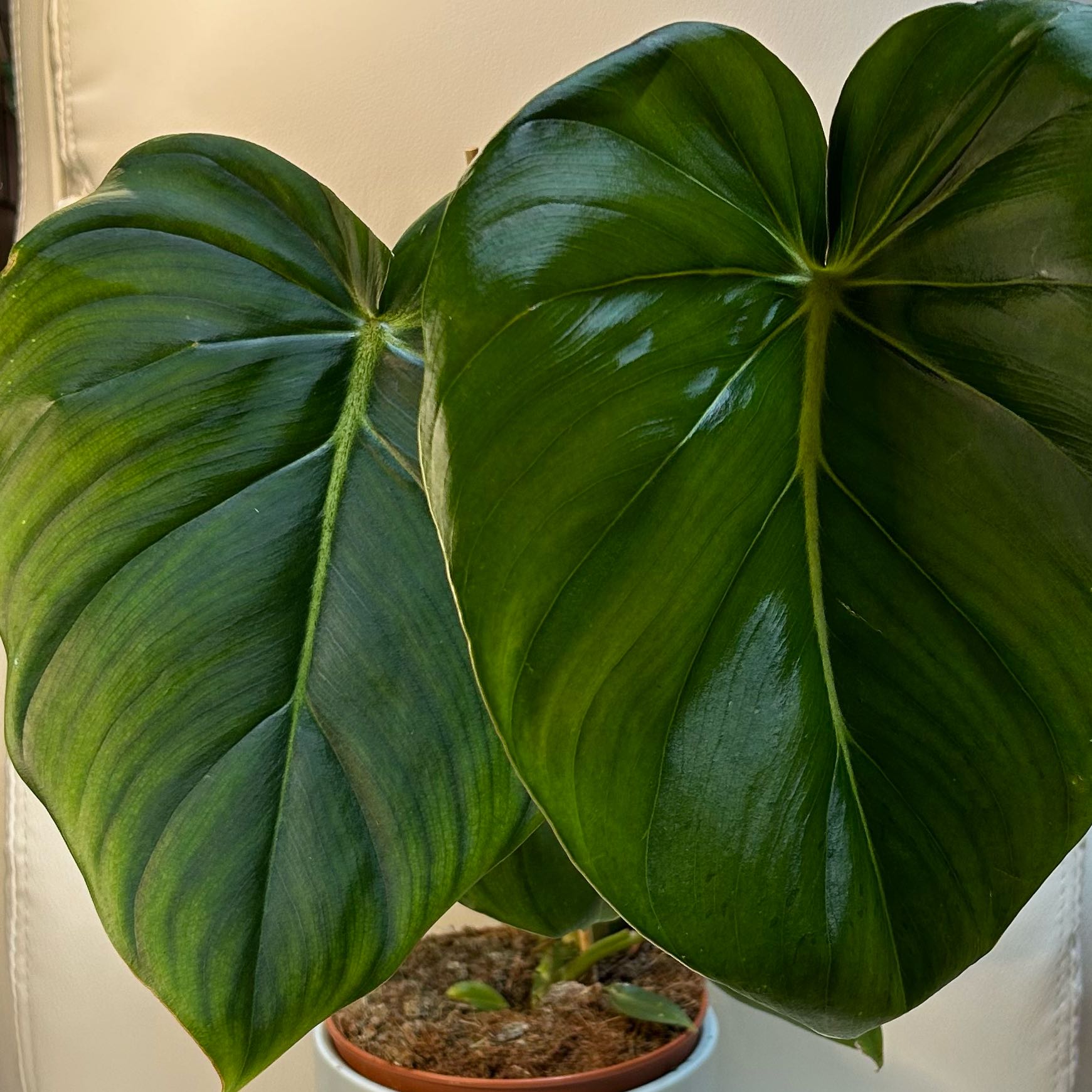 Philodendron Pastazanum with large, glossy, heart-shaped leaves in a pot.