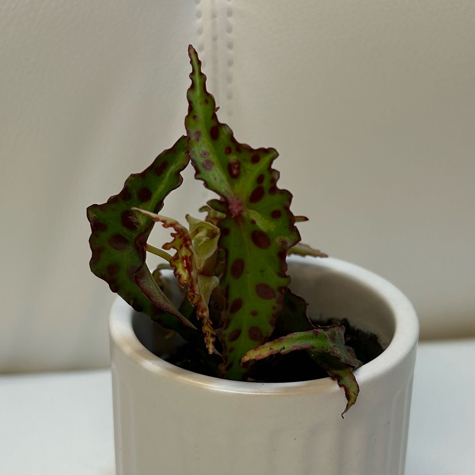 Begonia amphioxus plant in a white pot with distinctive red-spotted leaves.