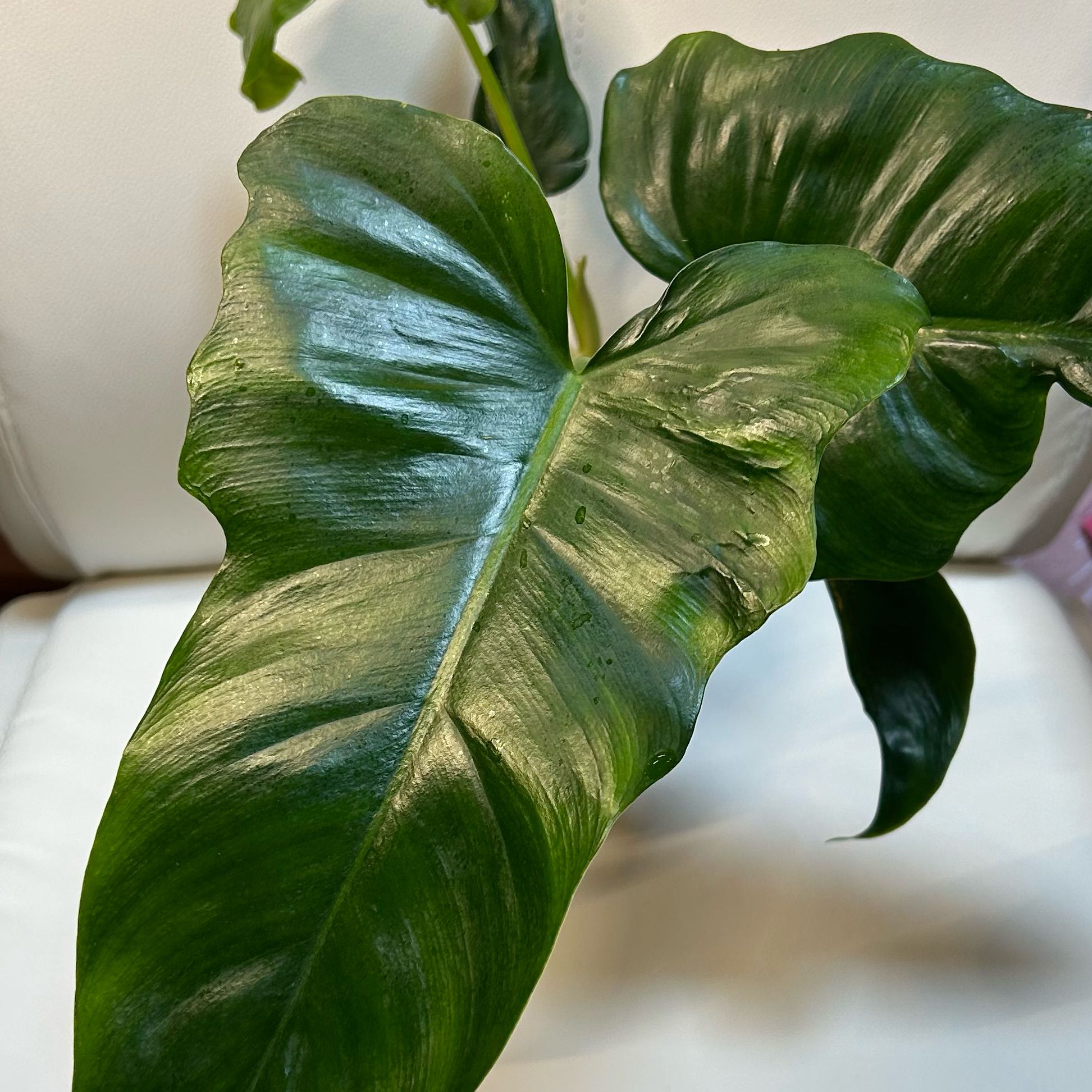 Close-up of a Philo Golden Dragon plant with large, glossy green leaves.