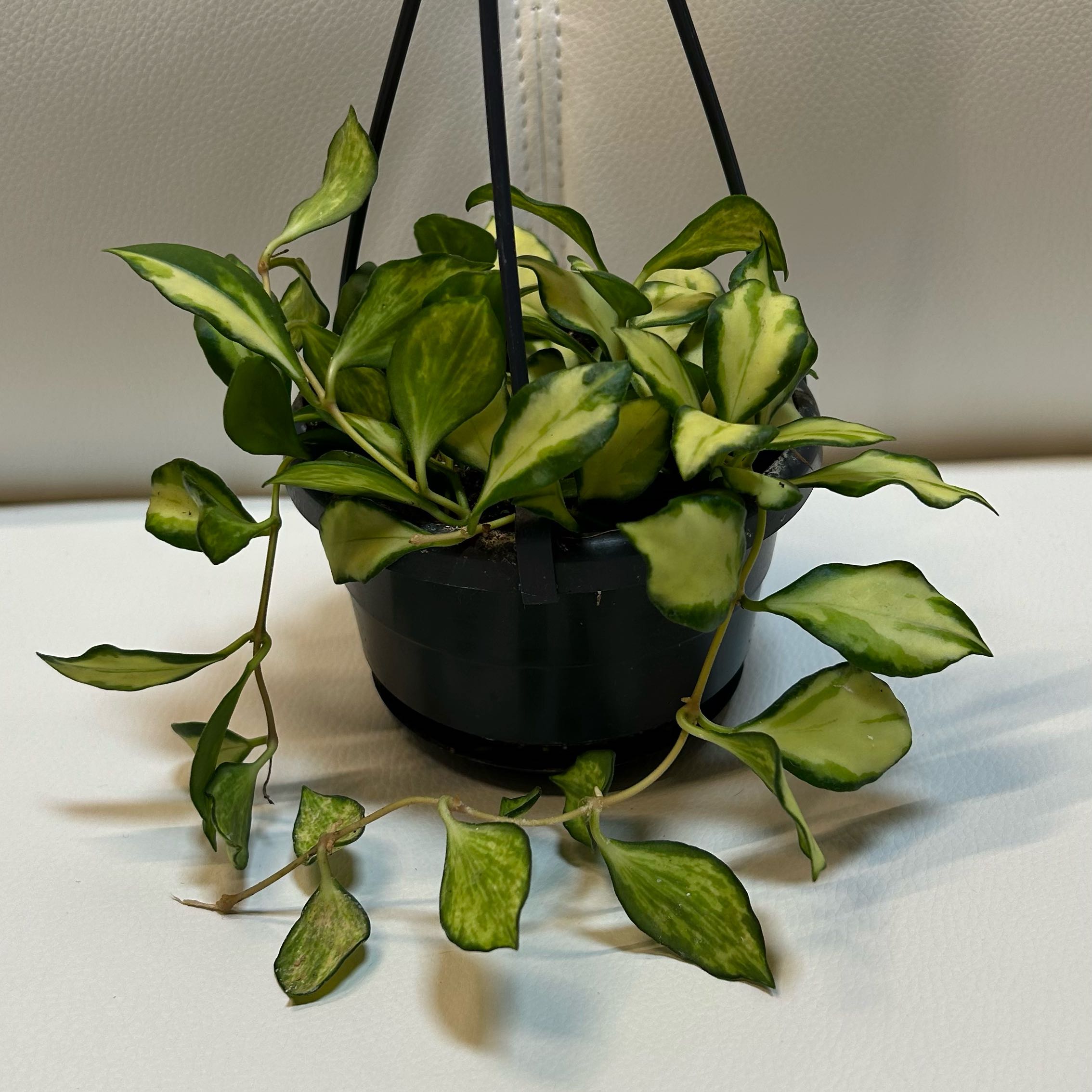 Hoya heuschkeliana variegata plant in a hanging pot with variegated leaves.