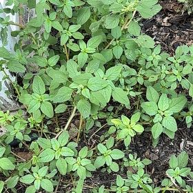 Photo of the plant species Parietaria Judaica by Rebecca named da Vinci on Greg, the plant care app