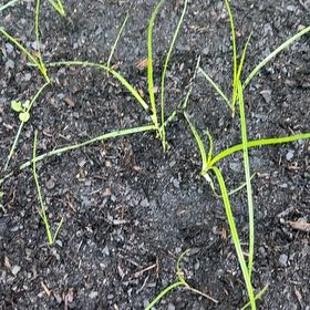 Photo of the plant species Earth Almond by Rebecca named Einstein on Greg, the plant care app