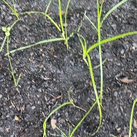 Photo of the plant species Earth Almond by Rebecca named Mando on Greg, the plant care app
