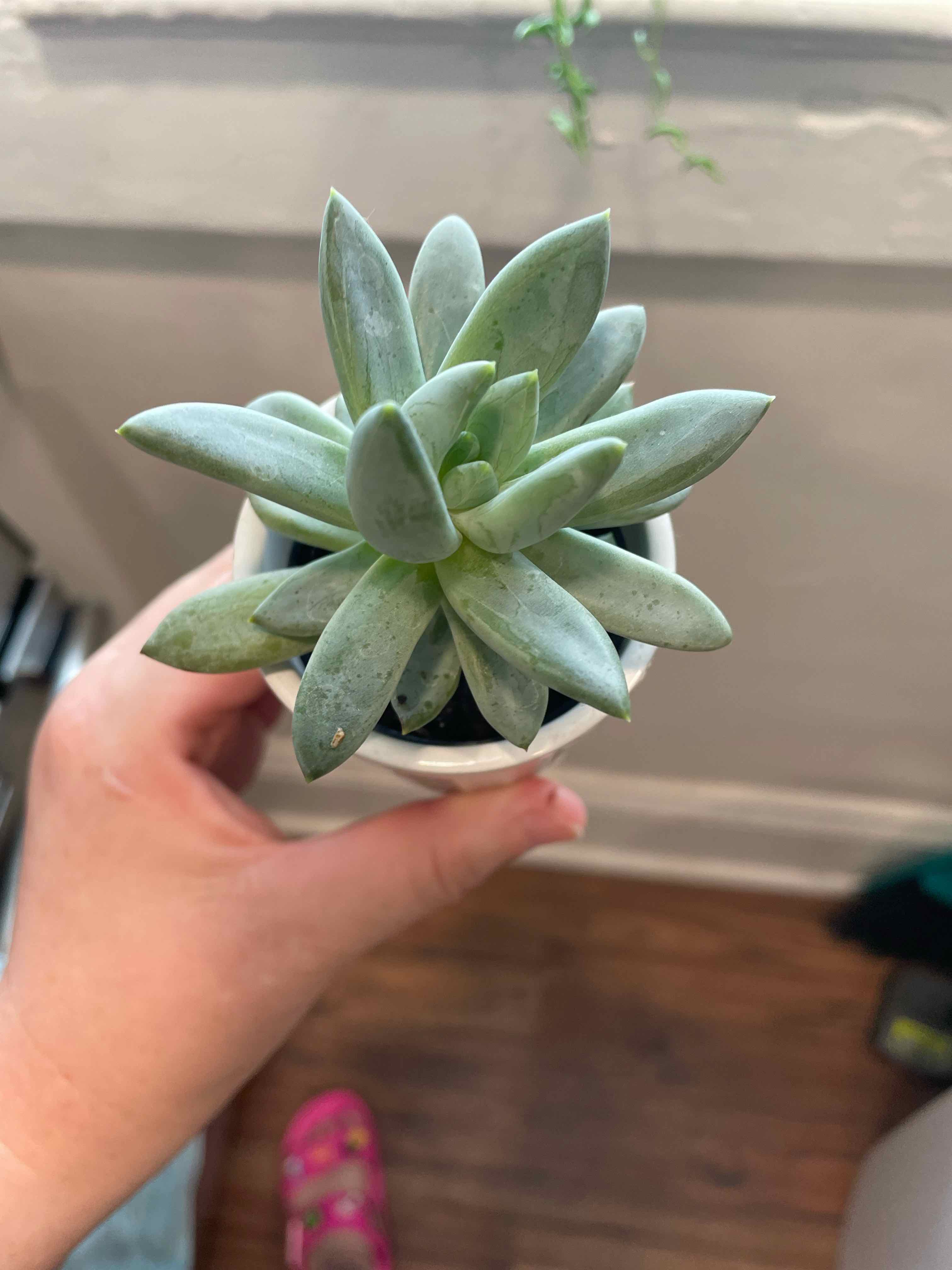 Pachyphytum 'Moon Silver' succulent in a small pot held by a hand.