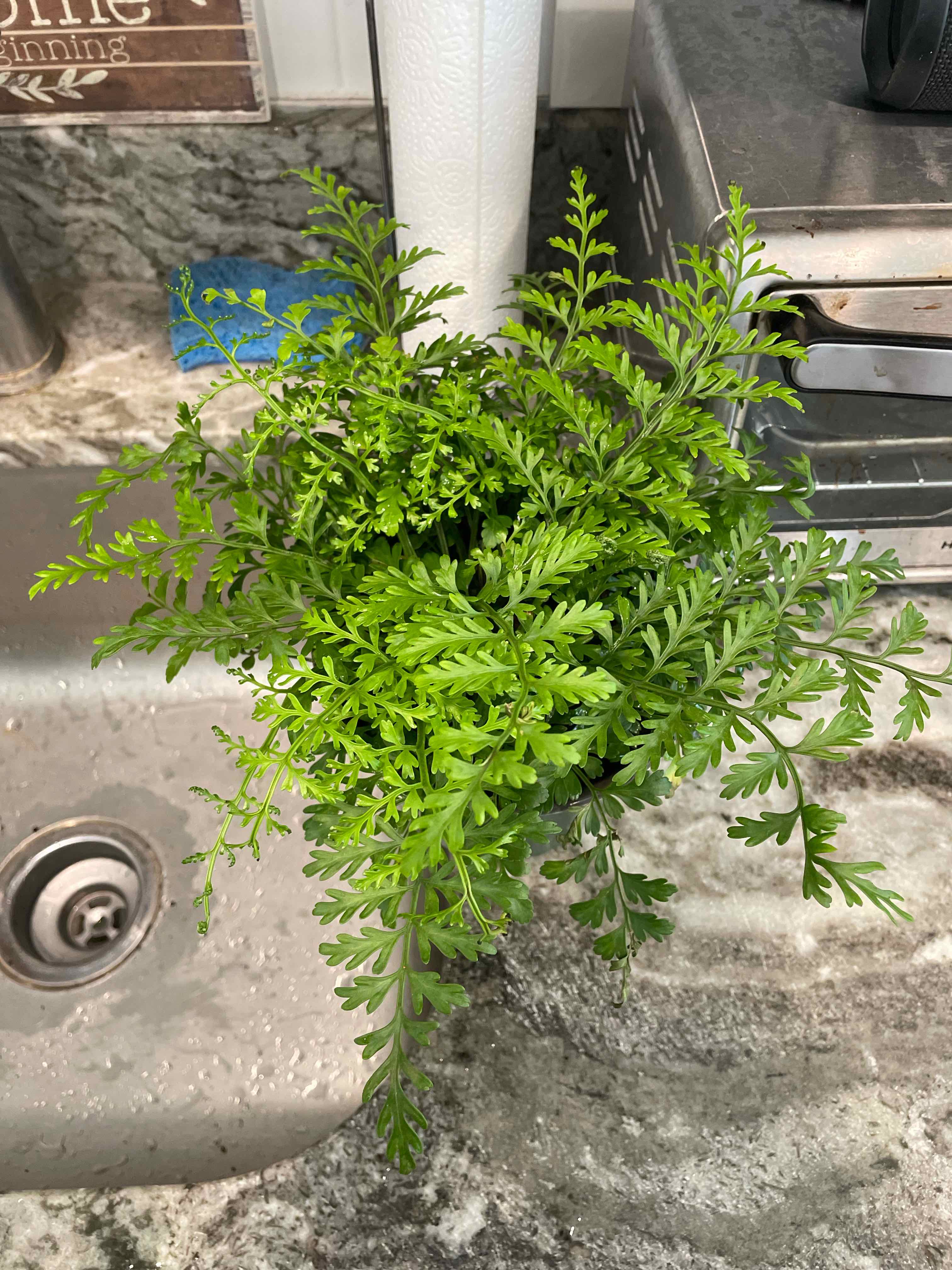 Hen and Chicken Fern on a kitchen counter near a sink, appearing healthy with vibrant green leaves.