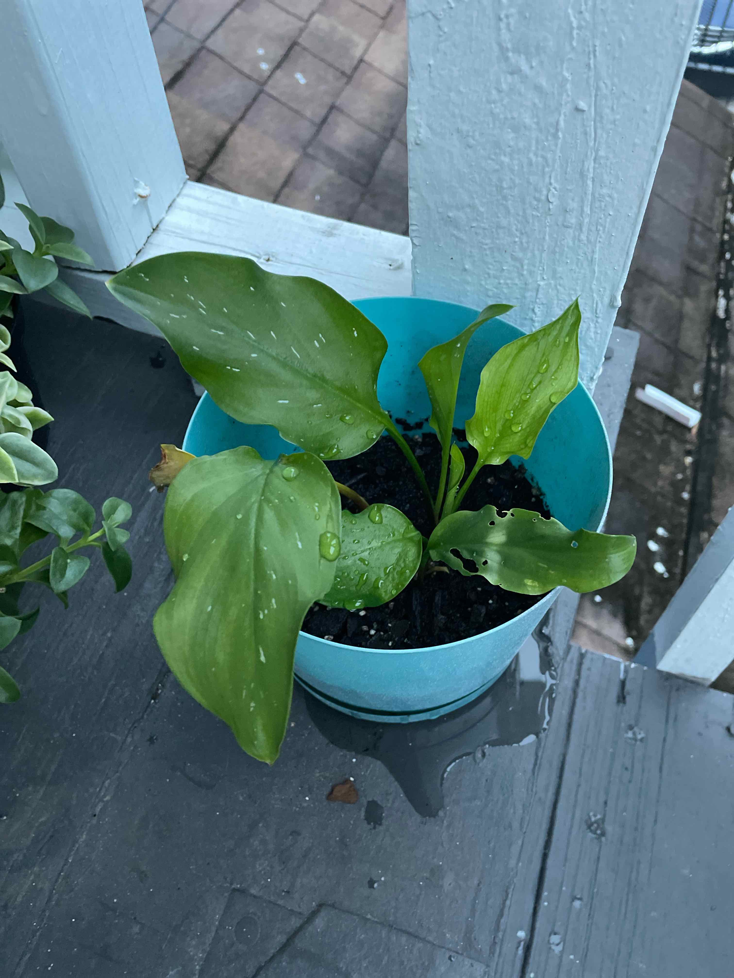 Plant care for calathea exotica on Greg, the plant care app