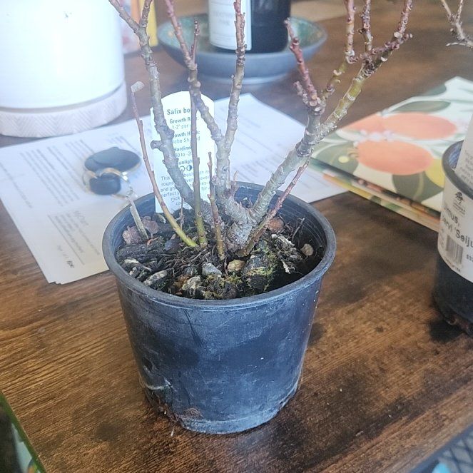 Photo of the plant species Boyd's Willow by @BlazingMastic named Willow on Greg, the plant care app
