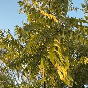 Photo of the plant species Black Walnut by @SubstantMaypop named Khaleesi on Greg, the plant care app