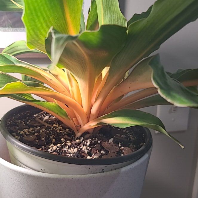 Photo of the plant species Mandarin Plant by @HeadCapesundew named Nemo on Greg, the plant care app