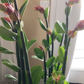 Photo of the plant species Slipper Plant by @DeanLuckycoin named Marley on Greg, the plant care app