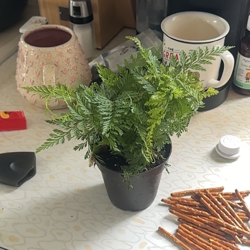 Black Rabbit's Foot Fern in a small black pot with household items in the background.