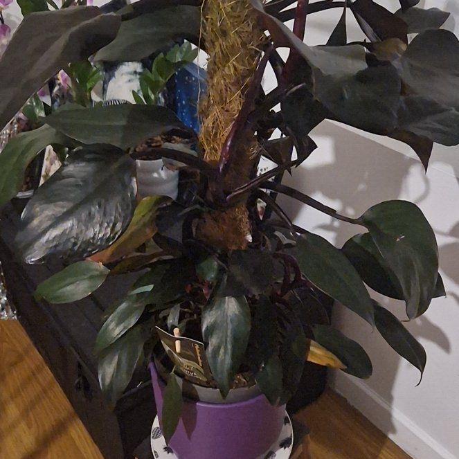 Photo of the plant species Philodendron 'New Red' by @RestfulMum named Regina on Greg, the plant care app