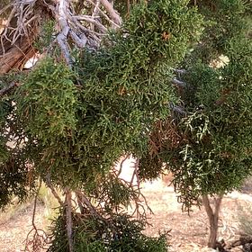 Photo of the plant species Juniper Mistletoe by @ChummyPecan named McKinley on Greg, the plant care app
