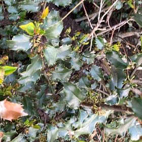 Photo of the plant species Common Holly by @ChummyPecan named Aria on Greg, the plant care app