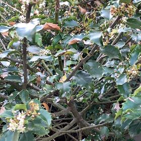 Photo of the plant species Japanese Spindle by @ChummyPecan named Fernie Mac on Greg, the plant care app