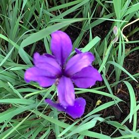Photo of the plant species Douglas Iris by @ChummyPecan named Aristotle on Greg, the plant care app