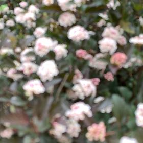 Photo of the plant species Midland Hawthorn by @ChummyPecan named Coco on Greg, the plant care app