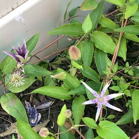 Photo of the plant species Michaelmas Daisy by @ChummyPecan named Captain Plant-it on Greg, the plant care app